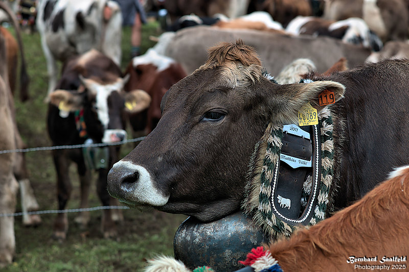 Bernhard Saalfeld - Viehscheid (9v9)